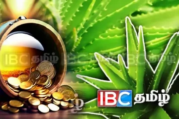 செல்வத்தை அள்ளித்தரும் கற்றாழை : வீட்டில் எந்த திசையில் நடவேண்டும் தெரியுமா?