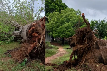 யாழில் கடும் மழையால் வேரோடு சாய்ந்த பாரிய மரம்