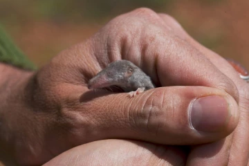 நிமிடத்திற்கு 1511 முறை இதயம் துடிக்கும் உயிரினம் எது தெரியுமா?