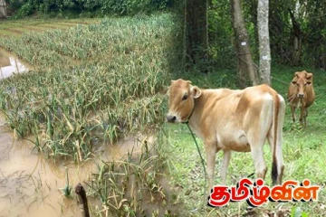 வெள்ளத்தால் விவசாய நிலங்கள் பாதிப்பு! கால்நடை வளர்ப்பாளர்களின் பொறுப்பற்ற செயல்