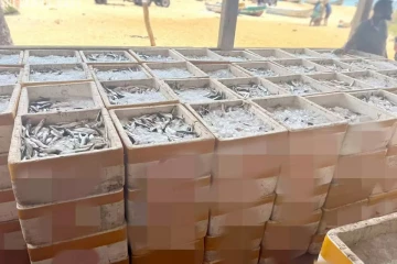 புதுமாத்தளனில் அதிரடி சோதனை : 3,200 கிலோவுக்கும் அதிகமான மீன்கள் மீட்பு