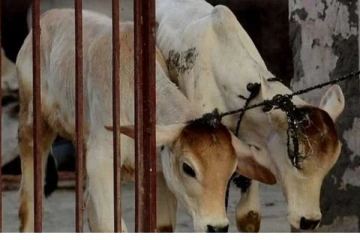 கடந்த வருடம் கொல்லப்பட்ட இலட்சக்கணக்கான மாடுகள் : பால் உற்பத்தியும் குறைந்தது