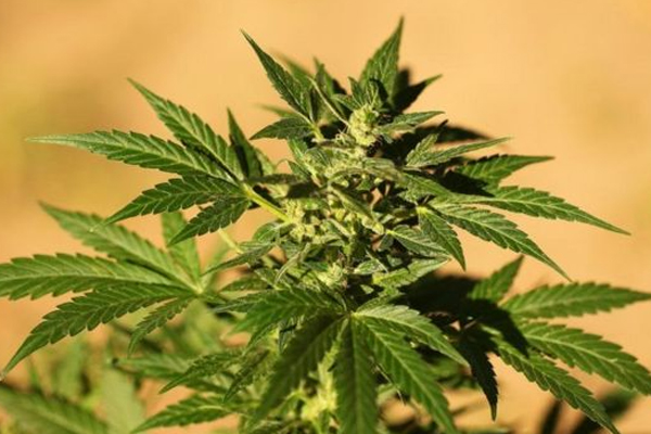 கஞ்சாவை பயிரிடுவதற்கான பிரேரணை சமர்ப்பிப்பு | Cultivation Cannabis Sri Lanka Submitted Cabinet