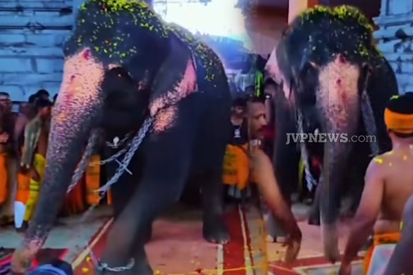 இரணைமடு கனகாம்பிகை அம்மன் ஆலயத்தில் அருள்கொண்டு ஆடிய யானை ; பக்தர்கள் பரவசம்! | Elephant Dance Iranaimadu Kanagambigai Amman Kovil