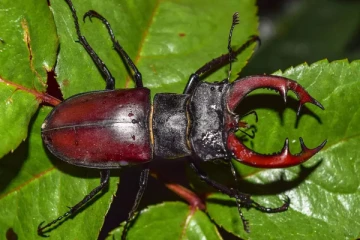 அடேங்கப்பா.... இந்த ஒரு பூச்சியின் விலை ஒரு கோடியாம்!