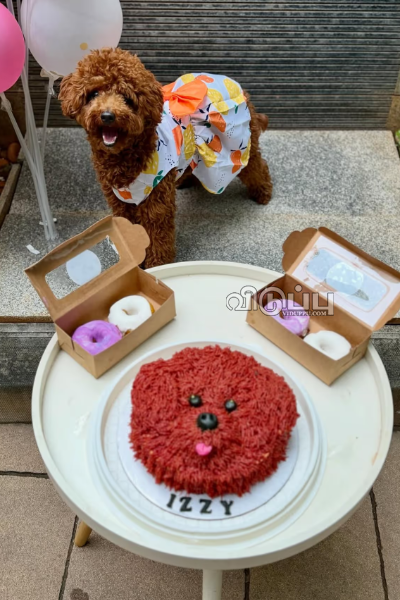 ஜாம் ஜாம்னு செல்ல மகளின் முதலாவது பிறந்தநாளை கொண்டாடிய நடிகை த்ரிஷா! | Trisha Celebration For Her Dog Birthday Photos ஜாம் ஜாம்னு செல்ல மகளின் முதலாவது பிறந்தநாளை கொண்டாடிய நடிகை த்ரிஷா! | Trisha Celebration For Her Dog Birthday Photos