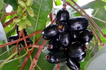 நாவல் பழம் பறிக்கச் சென்ற சிறுவனுக்கு நேர்ந்த கதி