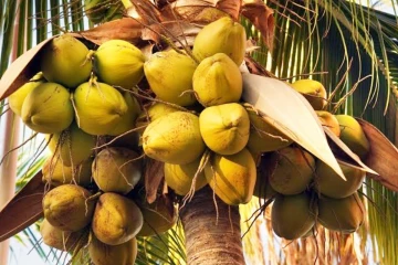 ආයේ පොල් ගැන බය වෙන්න දෙයක් නෑ - පොල්වලට සති දෙකක විශේෂ වැඩක්
