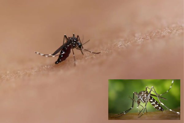 மீண்டும் ஒரு கொள்ளைநோய்? சீனாவில் பரவும் வைரஸ் தொற்றால் அச்சம் | Chikungunia Affect 10000 China Fears Pandemic