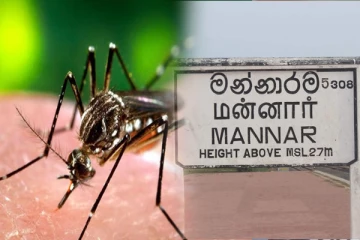 மன்னார் மாவட்டத்தில் அதிகரிக்கும் டெங்கு நோயாளர்கள்
