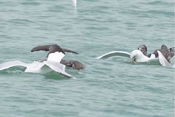 Viral Video: நாரை பிடித்த மீனை கவ்விச் சென்ற பறவை... இப்படியுமா வழிபறி நடக்கும்? | Hungry Gull Steals Fish Mouth Of Another Bird