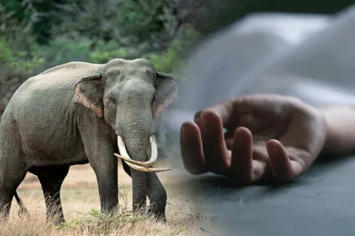 வயலுக்குச் சென்ற விவசாயி யானை தாக்கி பலி | Farmer Killed By Elephant While Going To Field