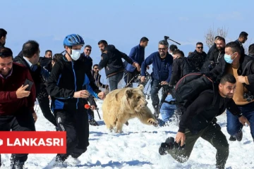 வீடுகளில் கூண்டில் அடைக்கப்பட்டிருந்த கரடிகளை மீட்ட அதிகாரிகள்... விடுவித்தபோது எதிர்பாராமல் நடந்த திகில் சம்பவம்