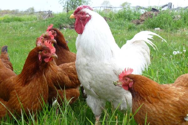 மீண்டும் எகிறியது  முட்டை மற்றும் கோழி விலைகள்! | Egg And Chicken Prices Soar Again