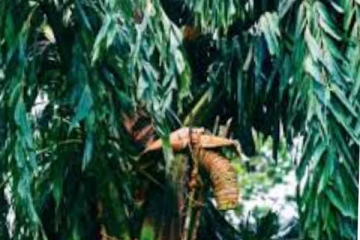 කිතුල් ගසක් උඩින් මළ සිරුරක් හමුවෙයි.