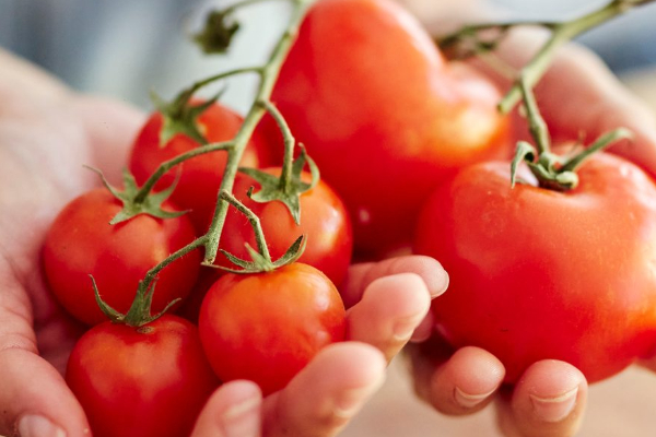 தக்காளி சாப்பிட்டால் சிறுநீரக கற்கள் உருவாகுமா? | Tomatoes Kidney Stones Life Style Health