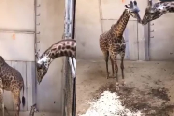 உங்கப்பன் மவனே வாடா  :  குட்டியை முதல்முதலாக பார்க்கும் ஒட்டகச்சிவிங்கி... வைரலாகும் வீடியோ