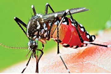 யாழ் மாவட்டத்தில் பதிவாகியுள்ள டெங்கு நோயாளர்களின் எண்ணிக்கை