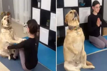 யோகா எல்லாம் எனக்கு சர்வ சாதாரணம் : ஆச்சரியமூட்டும் நாயின் வைரல் வீடியோ