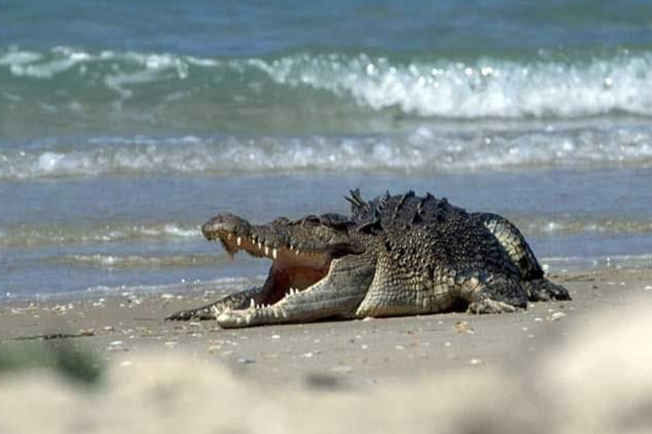 கொழும்பில் முதலை அச்சம் - வனஜீவராசிகள் திணைக்களத்தின் புதிய வேலைத்திட்டம் - ஐபிசி தமிழ்