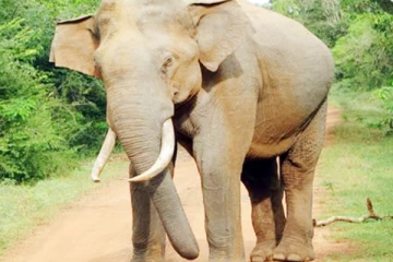 ඇතින්නක් කළ හපන්කම..