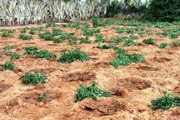 கிளிநொச்சியில் விசமிகள் ஆட்டூழியம்: பரிதாப நிலையில் மாற்றுத்திறனாளி குடும்பம் | Kilinochchi Disabled Family Miserable Condition