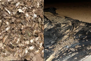 தூக்கத்தில் கண்களை ஏதோ கடிப்பதுபோல் தெரிய பதறி எழுந்த பெண்... பரபரப்பான திக் திக் நிமிடங்கள்