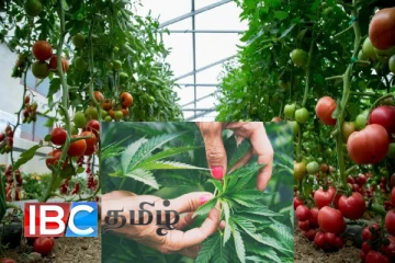 தக்காளி வளர்ப்பு என்ற போர்வையில் கஞ்சா பண்ணை : சிக்கிய நபர்