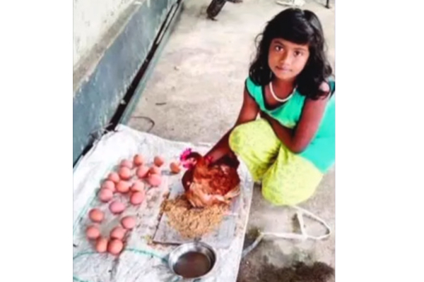 6 மணி நேரத்தில் 24 முட்டைகள் இட்ட கோழி! நம்பமுடியாத அதிசயம் | Kerala Chicken 24 Egg 6 Hrs In Tamil