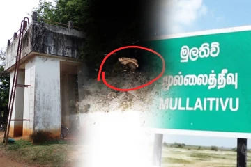 முல்லைத்தீவில் பாடசாலை குடிநீர் தாங்கி ஒன்றில் குரங்கின் அழுகிய சடலம்! கேள்விக்குறியாகும் சுகாதார நிலைமை