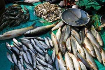 மீன்களின் விலைகள் சடுதியாக உயர்வு