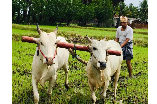 விவசாயியாக மாறிய சுமந்திரன் - சமூக ஊடகங்களில் வைரலாகும் படங்கள் | Farmer Sumanthiran Images Mixing On Social Media