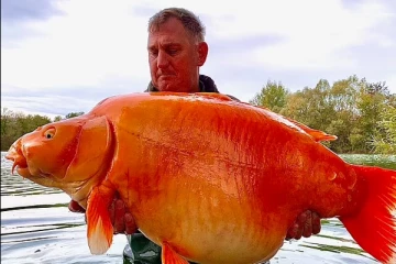 ලොව ලොකුම රන් මාළුවා සොයාගැනේ.. (VIDEO)