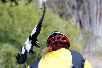 ஆஸ்திரேலியாவில் பறவை தாக்கியதில் பார்வையை இழந்த சிறுமி