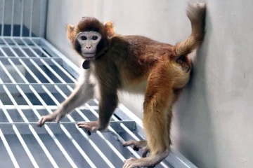 குளோனிங் முறையில் ஆரோக்கியமான முதலாவது ரீசஸ் குரங்கு