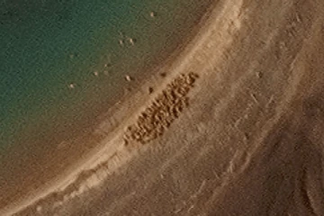 ஆர்க்டிக் தீவில் பிரம்மாண்ட வால்ரஸ் கூட்டம்: வெளியான செயற்கைக்கோள் புகைப்படம்!