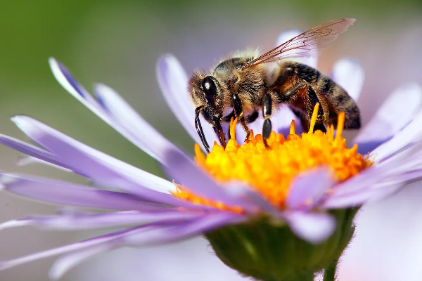 உலகில் முதன்முறை தேனீக்களுக்கு நோய்த் தடுப்பு மருந்து! | The World S First Vaccine For Bees