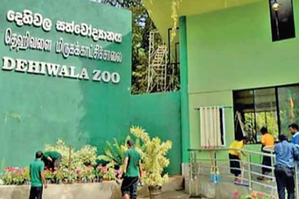 தெஹிவளை மிருகக்காட்சிசாலை அதிரடி ஊழியர் கைது | Dehivala Zoo Worker Arrested தெஹிவளை மிருகக்காட்சிசாலை அதிரடி ஊழியர் கைது | Dehivala Zoo Worker Arrested