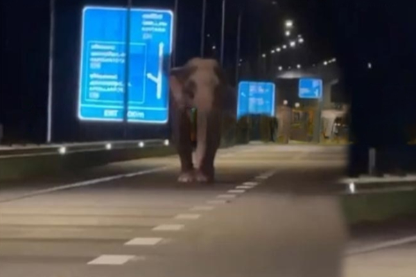 தெற்கு அதிவேக நெடுஞ்சாலைக்குள் இரவில் புகுந்த காட்டு யானை | Elephant Entered The Southern Expressway At Night
