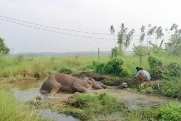 ஆறு நாட்களாக உயிருக்கு போராடும் யானை (Photos)