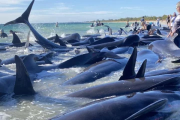 ஆஸ்திரேலியாவில் திடீரென கரையொதுங்கிய பெரும் தொகை திமிங்கலங்கள்