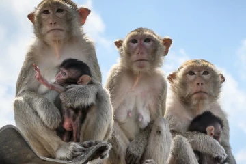 ஆராய்ச்சிக்காக 200 ஏக்கரில் 30 ஆயிரம் குரங்குகளுக்கு மினி நகரம்; வலுக்கும் எதிர்ப்புக்கள்