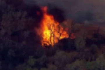 நியூ மெக்ஸிகோவில் பற்றி எரிந்த காட்டுத் தீ