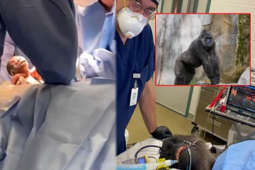 பூங்காவில் கர்ப்பமாக இருந்த கொரில்லா; உயிரை காப்பாற்ற சிசேரியன் - இறுதியில் நடந்தது..?