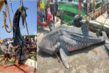 மீனவர் வலையில் சிக்கிய உடும்பு சுறா - ரூ.1 லட்சத்திற்கு விற்பனை..!