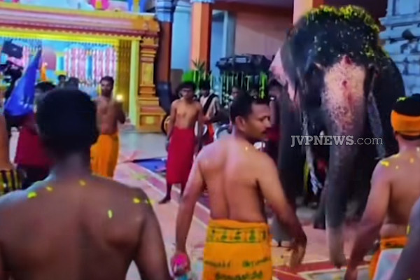 இரணைமடு கனகாம்பிகை அம்மன் ஆலயத்தில் அருள்கொண்டு ஆடிய யானை ; பக்தர்கள் பரவசம்! | Elephant Dance Iranaimadu Kanagambigai Amman Kovil