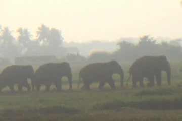 வெல்லாவெளிக்குப் படையெடுத்த காட்டுயானைகள்