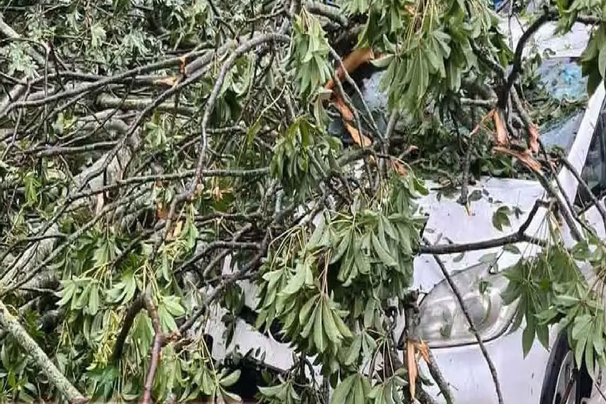 கண்டியில் மரம் முறிந்து வீழ்ந்து இருவர் காயம் | Two Injured After Large Tree Falls In Kandy கண்டியில் மரம் முறிந்து வீழ்ந்து இருவர் காயம் | Two Injured After Large Tree Falls In Kandy