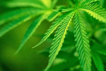 කංසා ගැන ගත් අලුත්ම තීරණය..