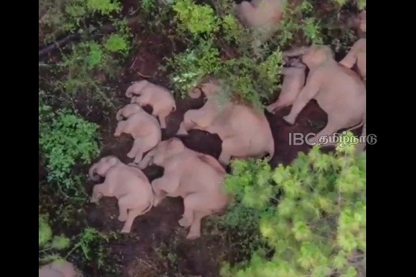 china - elephant - viral video